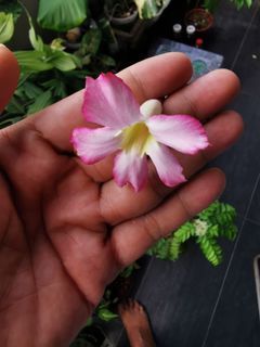 Adenium Obesum / Fu Gui Hwa / Desert Rose