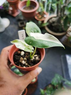Alocasia Gageana Albo