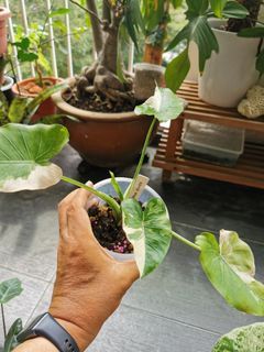 Alocasia Okinawa Silver Verigated