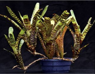 Bromeliad Neoregelia Tiger Cub(mini)