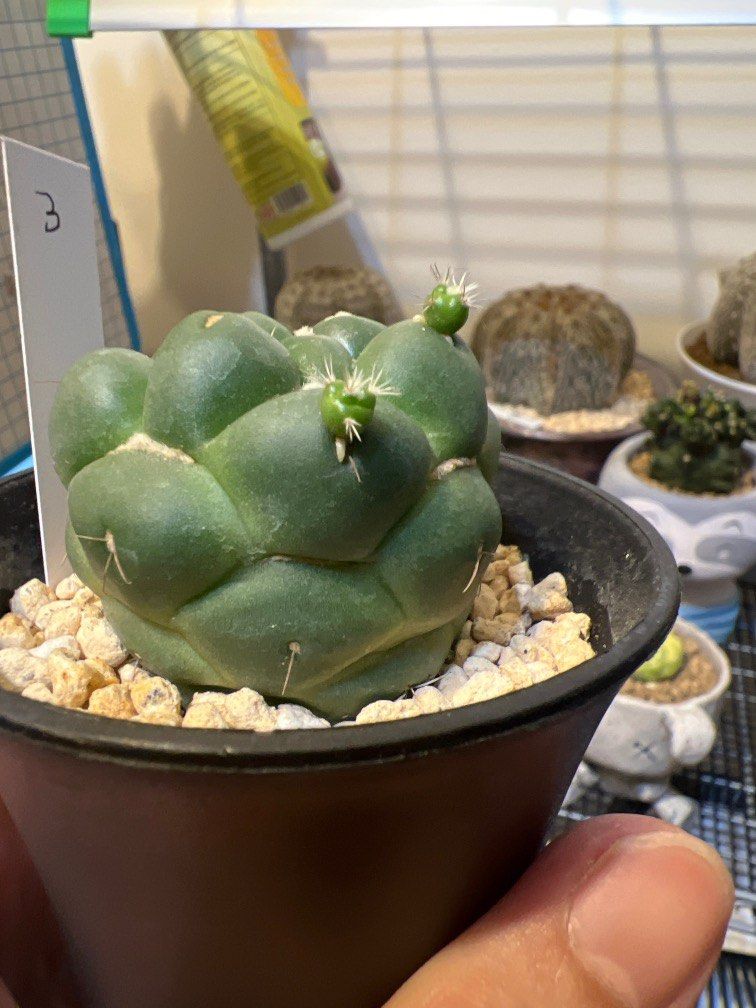 Coryphanta Elephantidents Inermis, Furniture & Home Living, Gardening ...