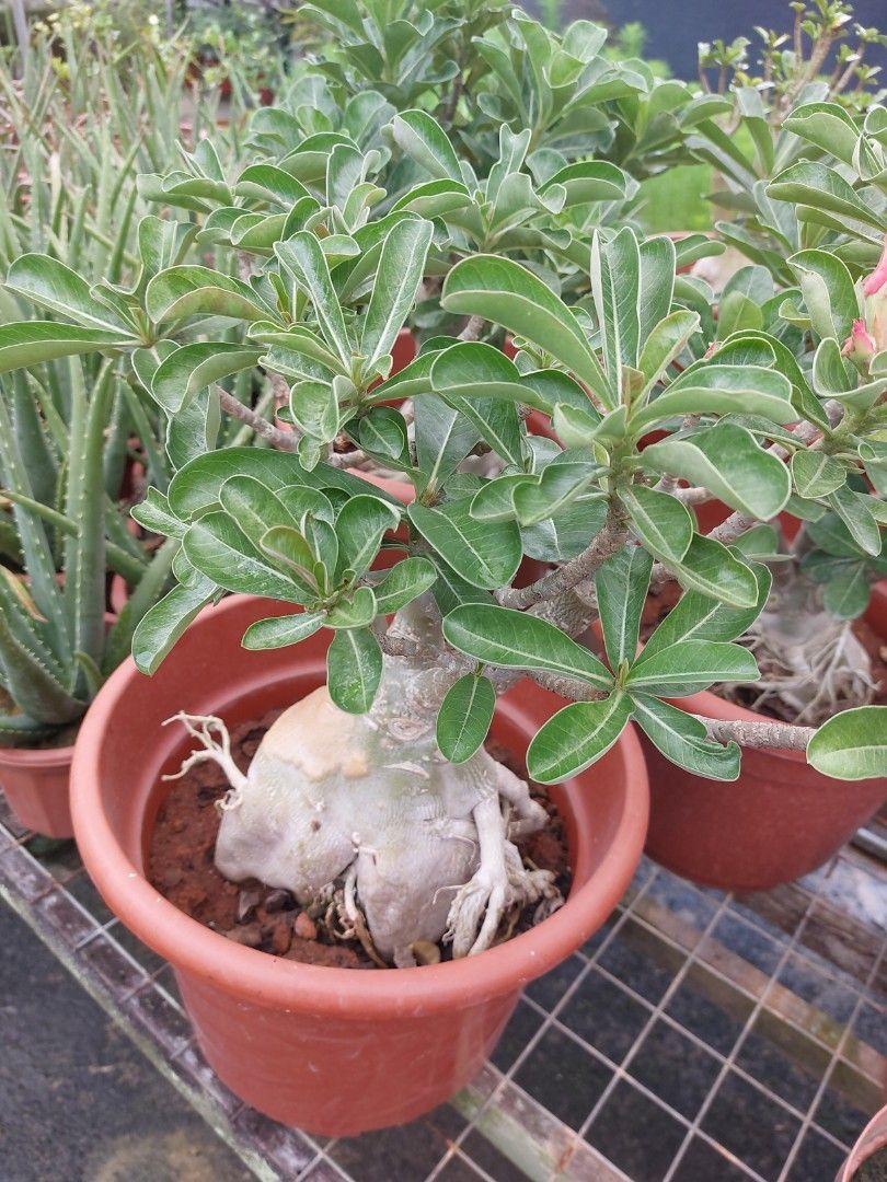 Grafted Adenium with Big Caudex, Furniture & Home Living, Gardening ...