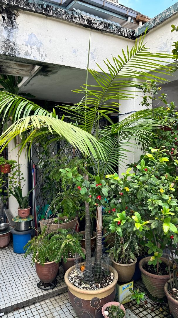 i dont know what this plant is kinda looks like coconut tree but does