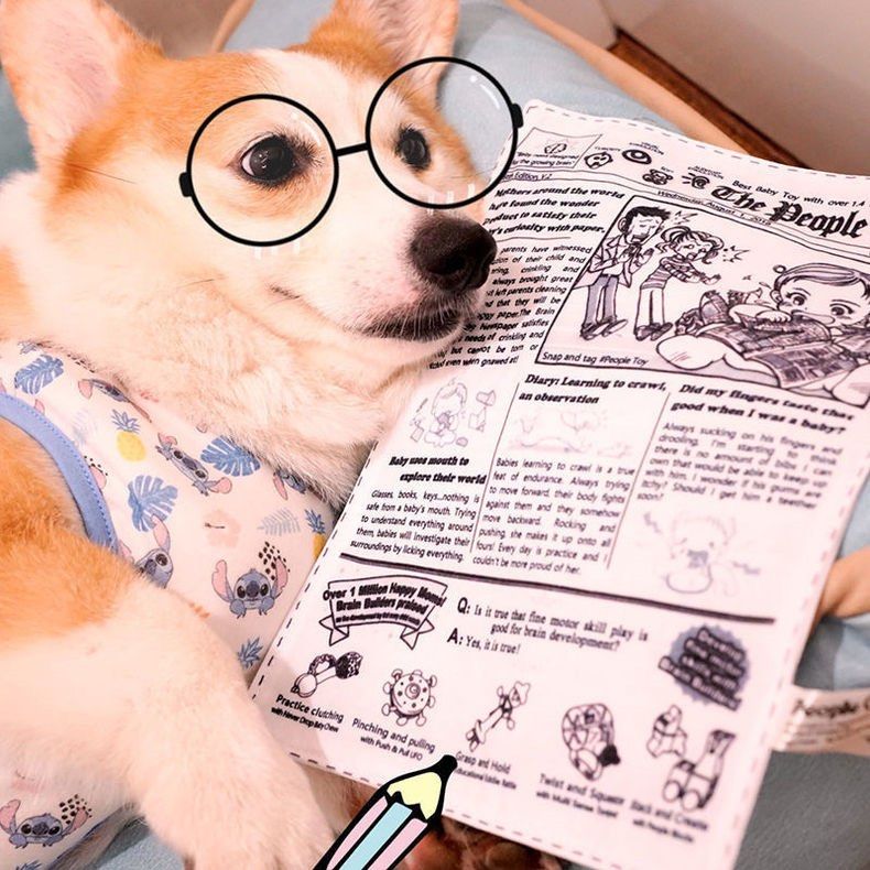 BN Paper Rubbing Crinkling Squeaky Sound Dog Toy Newspaper Pet