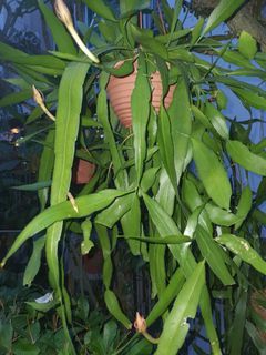 Queen of the Night Epiphyllum 昙花