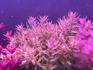 (Category: ) located in . Submitted by sasman (Listing ID 1265626709, Image 1). Description: .