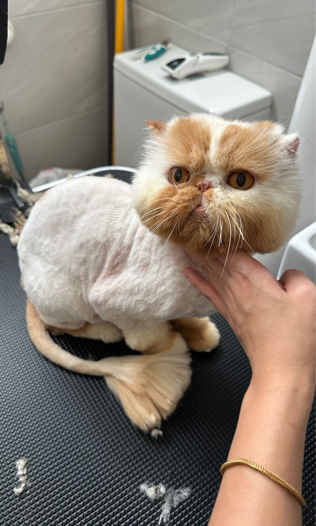 (Yishun) Cat Grooming / transport/ boarding , Lifestyle Services, Pet Care Services on Carousell