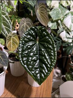 （分類：）位於 。 由 loveseed 提交（商品編號 1265847577，圖片 1）。簡介： 。