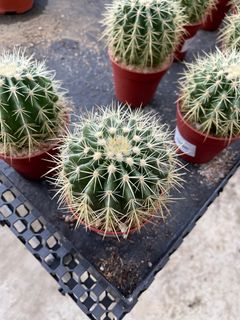 (Category: ) located in . Submitted by gardenfunfarm (Listing ID 1265772581, Image 1). Description: .