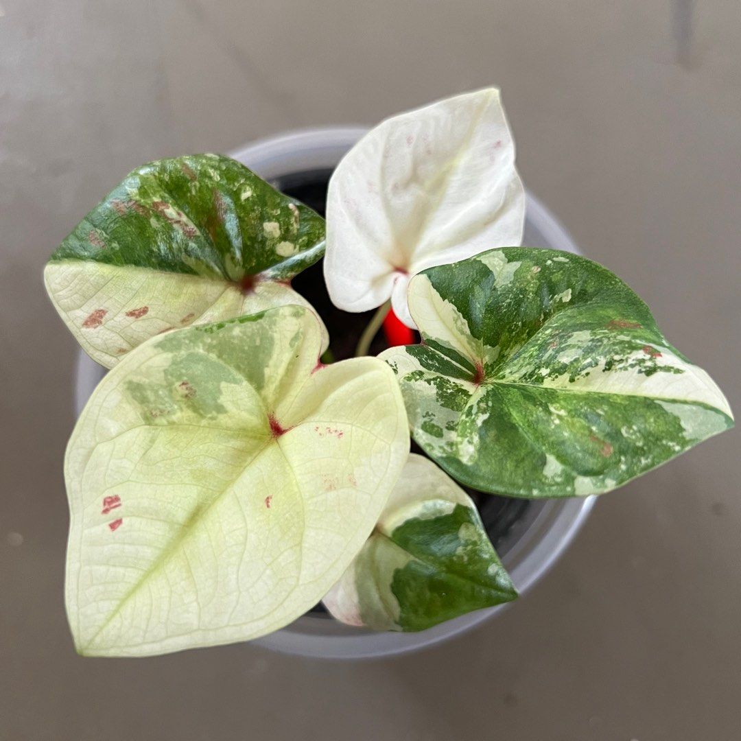 Caladium variegated, Furniture & Home Living, Gardening, Plants & Seeds ...