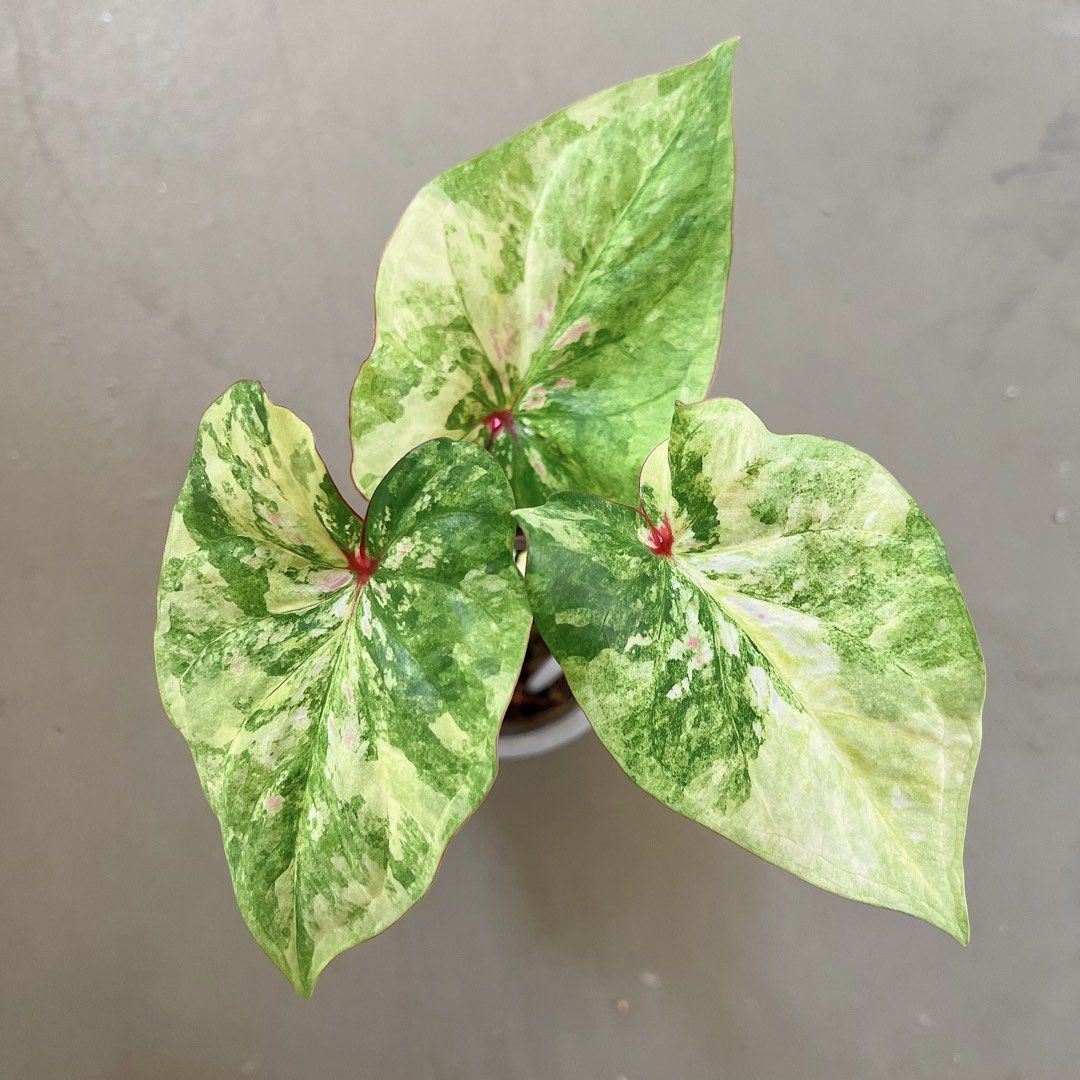 Caladium variegated, Furniture & Home Living, Gardening, Plants & Seeds ...