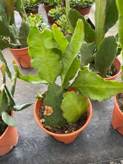 (Category: ) located in . Submitted by gardenfunfarm (Listing ID 1265769124, Image 1). Description: .