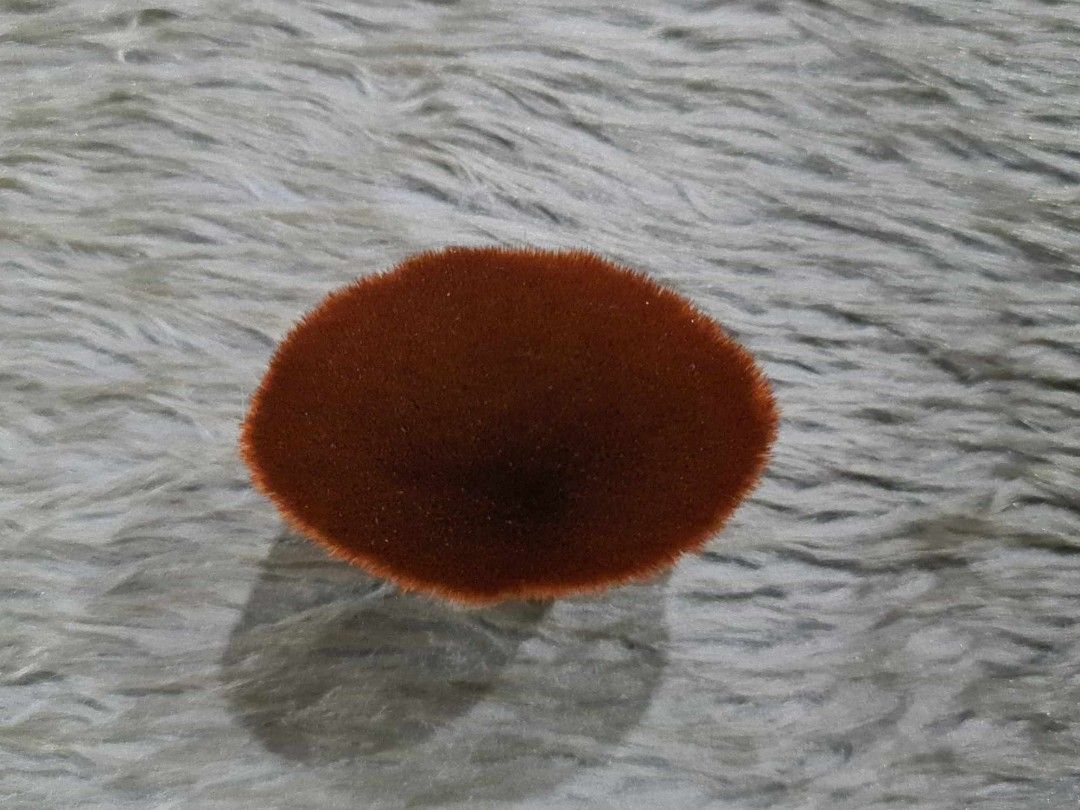Flat Top Kabuki Brush (Category: Makeup) located in Quezon City. Submitted by jaianaapura (Listing ID 1265736101, Image 3). Description: .