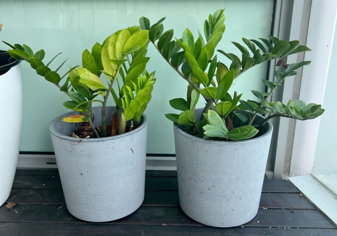 Moving sale - ZZ Money Plants, Ikea Grey concrete pots with bottom