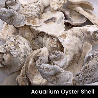 (Category: ) located in . Submitted by activefishsupply (Listing ID 1242037601, Image 1). Description: .