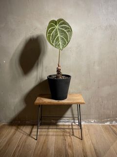 （分類：）位於 。 由 siu.wooo 提交（商品編號 1266034575，圖片 1）。簡介： 。
