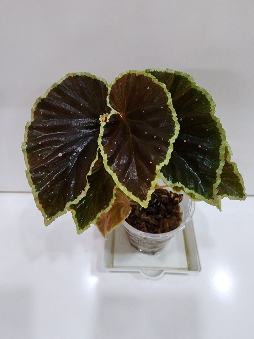 Begonia Darthvaderiana X Nothobaramensis (gxEB23