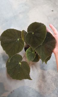 Begonia Masoniana 'River' (12cm pot)