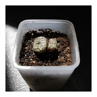 (Category: ) located in . Submitted by HomeGreenery (Listing ID 1265936067, Image 1). Description: .