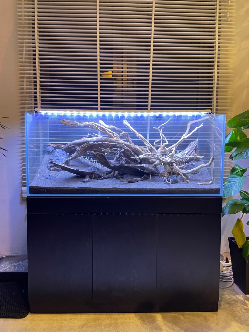 High quality aquarium with stunning hardscape, Pet Supplies, Homes