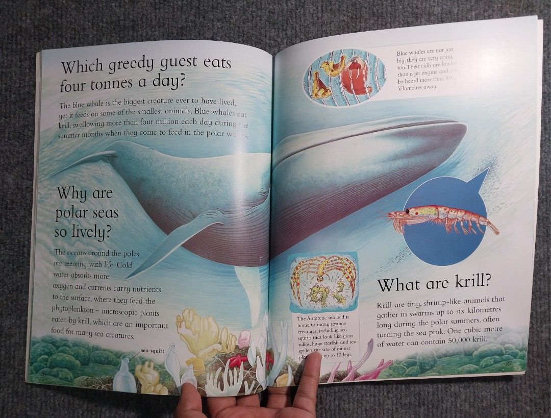 I WONDER WHY PENGUINS CAN'T FLY: And Other Questions About Polar Lands