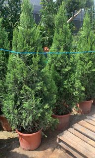 (Category: ) located in . Submitted by urban.cultivar (Listing ID 1244221544, Image 1). Description: .