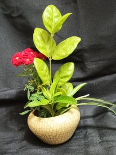 由 rose0999 (刊登 ID 1190920880，圖片 1) 提交，位於 的 (類別：)，說明：。