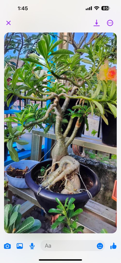 Adenium Plant Furniture Home Living Gardening Plants Seeds On Carousell