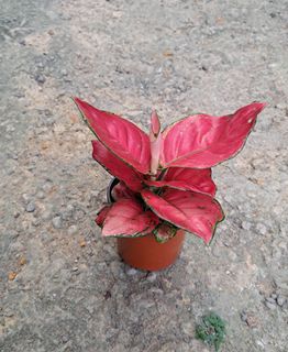 (Category: ) located in . Submitted by insri (Listing ID 1266312807, Image 1). Description: .
