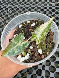 (Category: ) located in . Submitted by botanic_heaven (Listing ID 1266340656, Image 1). Description: .
