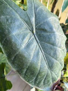 (Category: ) located in . Submitted by Shareplants (Listing ID 1266252022, Image 1). Description: .