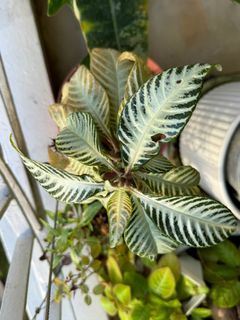(Category: ) located in . Submitted by Shareplants (Listing ID 1266254224, Image 1). Description: .