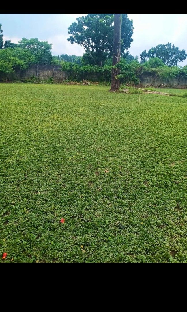 Blue Grass frog grass Carabao Grass, Furniture & Home Living, Gardening ...