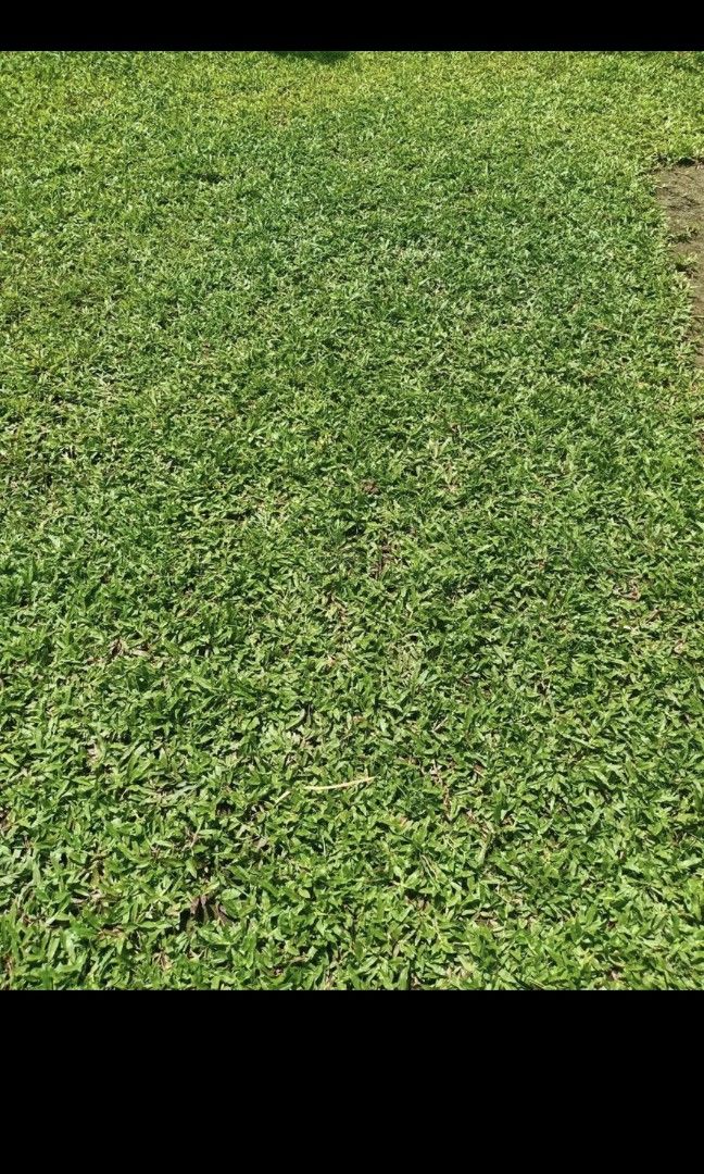 Blue Grass frog grass Carabao Grass, Furniture & Home Living, Gardening ...