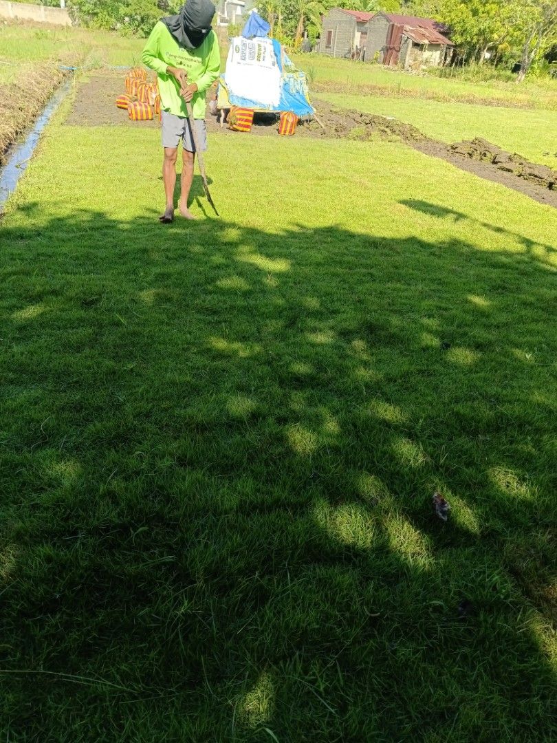 Blue Grass frog grass Carabao Grass, Furniture & Home Living, Gardening ...