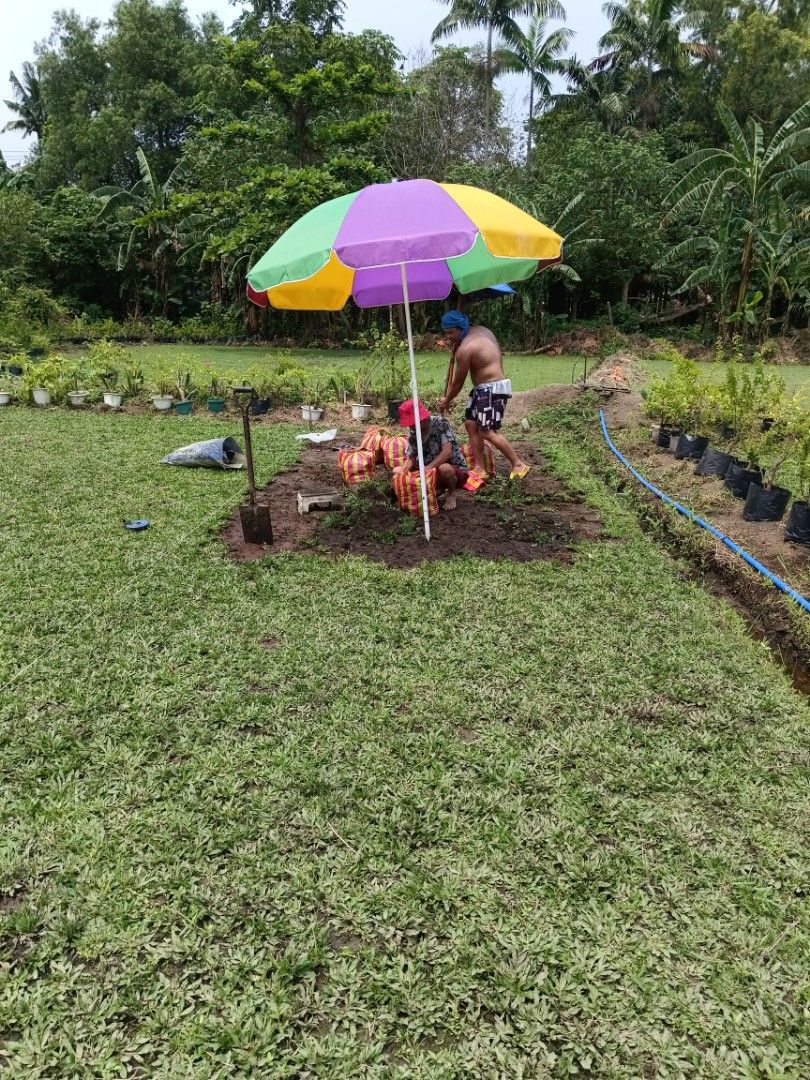 Blue Grass frog grass Carabao Grass, Furniture & Home Living, Gardening ...