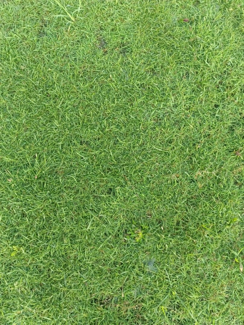 Blue Grass frog grass Carabao Grass, Furniture & Home Living, Gardening ...