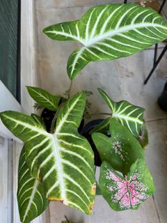 (Category: ) located in . Submitted by Shareplants (Listing ID 1266252973, Image 1). Description: .