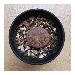 (Category: ) located in . Submitted by HomeGreenery (Listing ID 1266332840, Image 1). Description: .