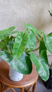 Lush plant burle marx