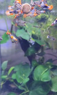 Novo Tabs Holiday Food for aquarium fish Guppies