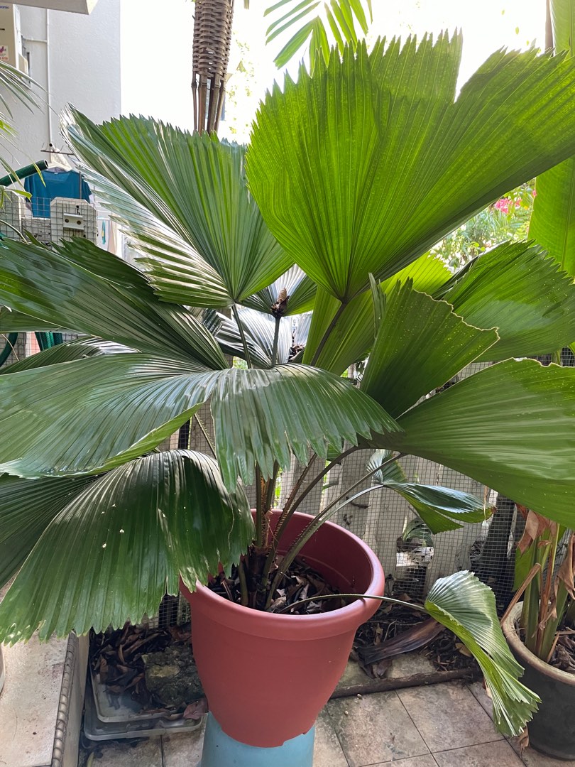 Palm tree, Furniture & Home Living, Gardening, Plants & Seeds on Carousell