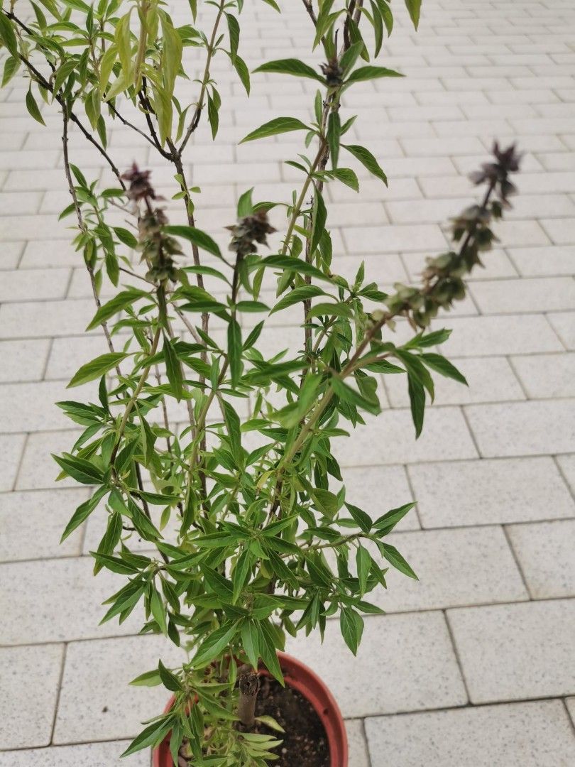 Thai basil plant furniture home living gardening plants seeds on