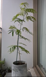 1.6m Everfresh Japan plant  (Pithecellobium Confertum)