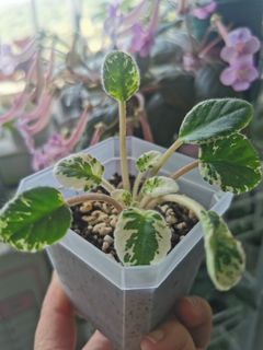 （分類：）位於 。 由 silverwolf_007980 提交（商品編號 1266489765，圖片 1）。簡介： 。