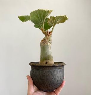 （分類：）位於 。 由 pang1028 提交（商品編號 1266485125，圖片 1）。簡介： 。