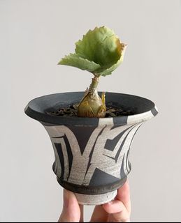 （分類：）位於 。 由 pang1028 提交（商品編號 1266472652，圖片 1）。簡介： 。
