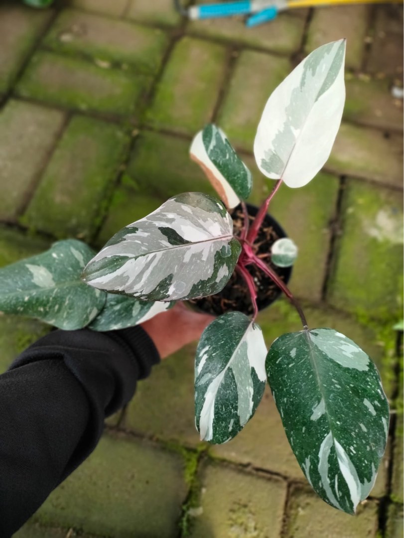 Philodendron Red Anderson, Furniture & Home Living, Gardening, Plants ...