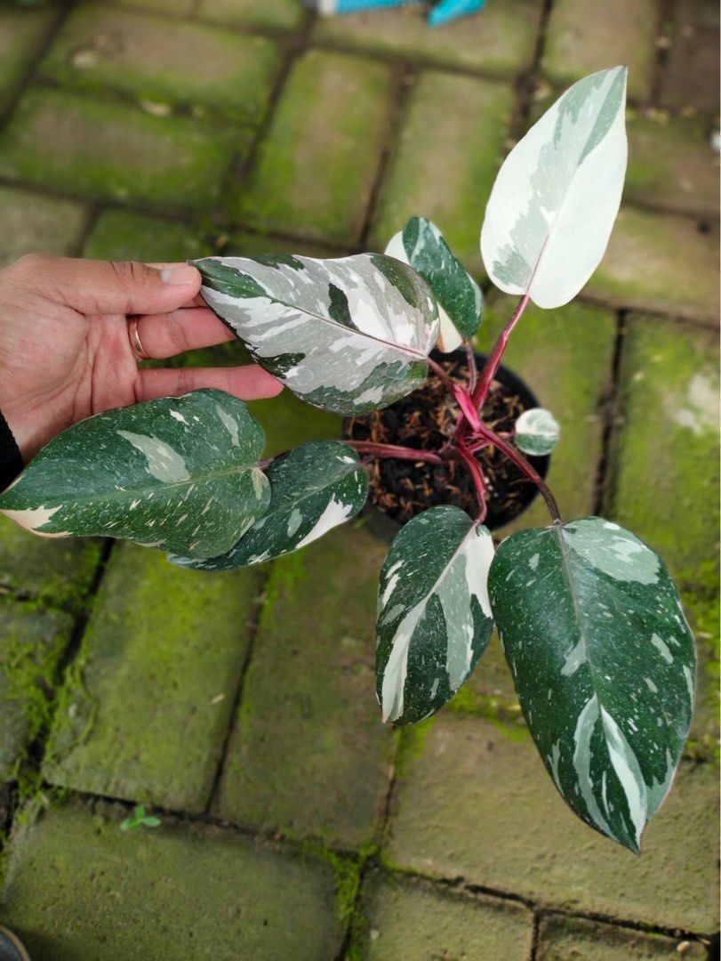 Philodendron Rd Anderson Philodendron Red Anderson, Furniture & Home Living, Gardening, Plants ...