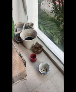 (Category: ) located in . Submitted by mryanr (Listing ID 1266563359, Image 1). Description: .